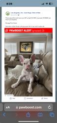 Lost Female Dog last seen Josephiine and Peach Street, Lynwood, CA 90262