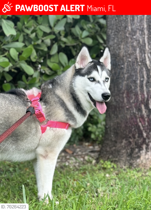 Lost Female Dog last seen Miler y la 88 , Miami, FL 33193