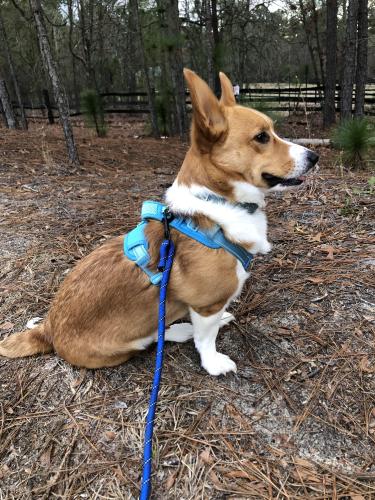 Lost Male Dog last seen Spears creek church rd and Jacobs dr, Columbia, SC 29229