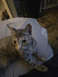 Reunited Female Cat last seen Hercules, Stuart Kenos church, Denton, TX 76209