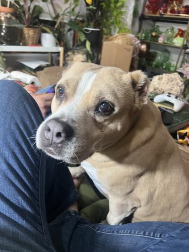 Lost Female Dog last seen Roger and N 15th Street, Swansea, IL 62226