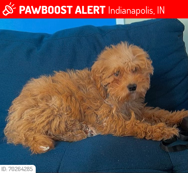 Lost Female Dog last seen Tucker/Emerson, Indianapolis, IN 46204