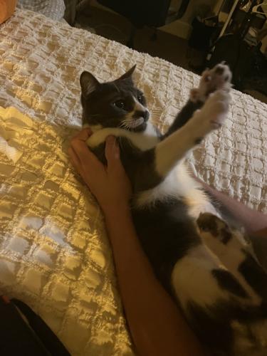 Lost Male Cat last seen N Yale and commonwealth, Fullerton, CA 92831