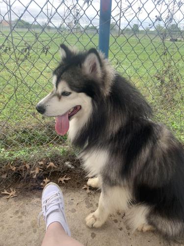 Lost Male Dog last seen New Braunfels and steves ave , San Antonio, TX 78210