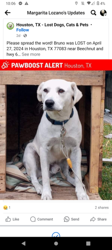 Lost Male Dog last seen Beechnut and hwy6, Houston, TX 77083
