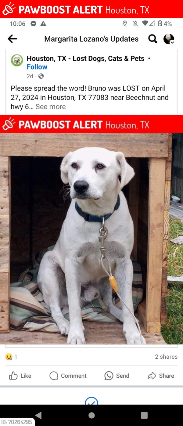 Lost Male Dog last seen By HEB around beechnut street, Houston, TX 77072