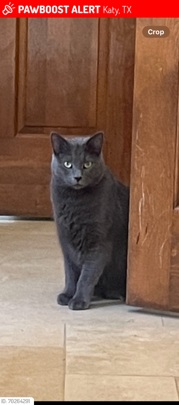 Lost Male Cat last seen Chateau Bend Dr. and Oak Royal Dr., Katy, TX 77450