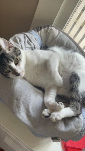 Lost Male Cat last seen N Yale and Commonwealth, Fullerton, CA 92831
