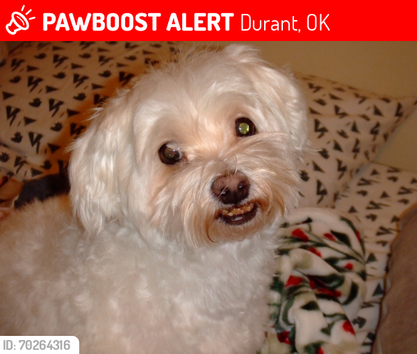 Lost Male Dog last seen Kats eve, Durant OK, Durant, OK 74701