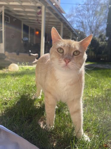 Lost Male Cat last seen Eastwood Ct and Binford Way , Gresham, OR 97080