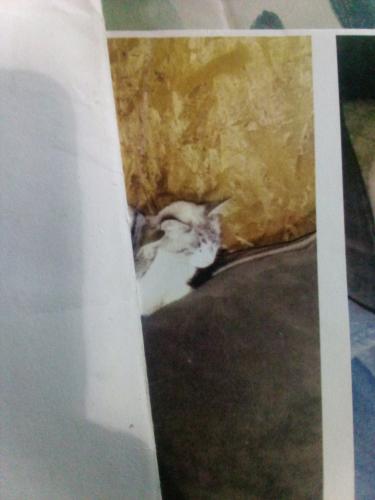 Lost Female Cat last seen West Hobbit Street , Houston, AK 99694