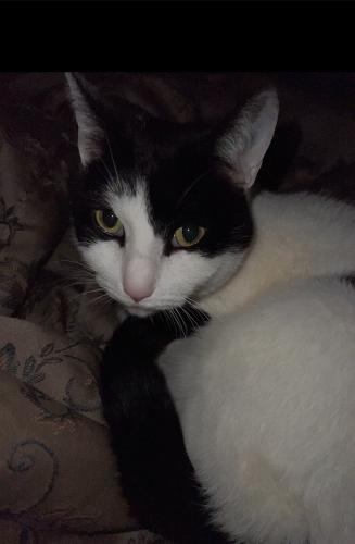 Lost Female Cat last seen Near gratiot , New Baltimore, MI 48051