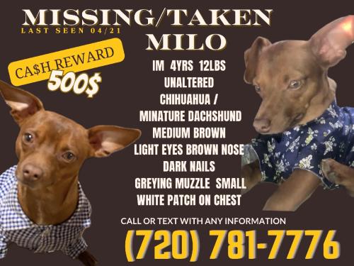 Lost Male Dog last seen Mgm, Las Vegas, NV 89101