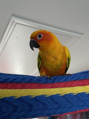 Lost Unknown Bird last seen Valley Road- Barton Ave- Circle Dr S, East Patchogue, NY 11772