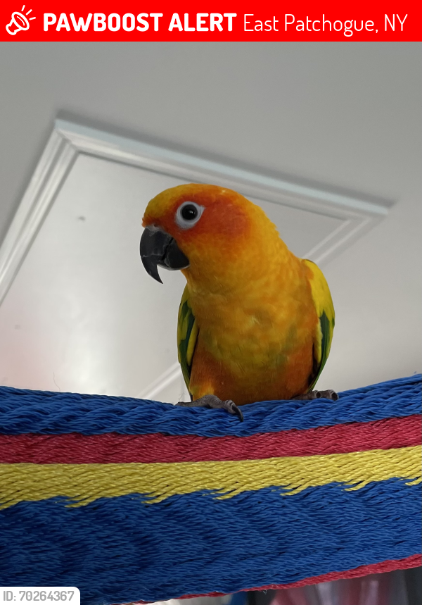Lost Unknown Bird last seen Valley Road- Barton Ave- Circle Dr S, East Patchogue, NY 11772