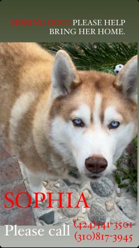 Lost Female Dog last seen 111th st, Inglewood, CA, Inglewood, CA 90303