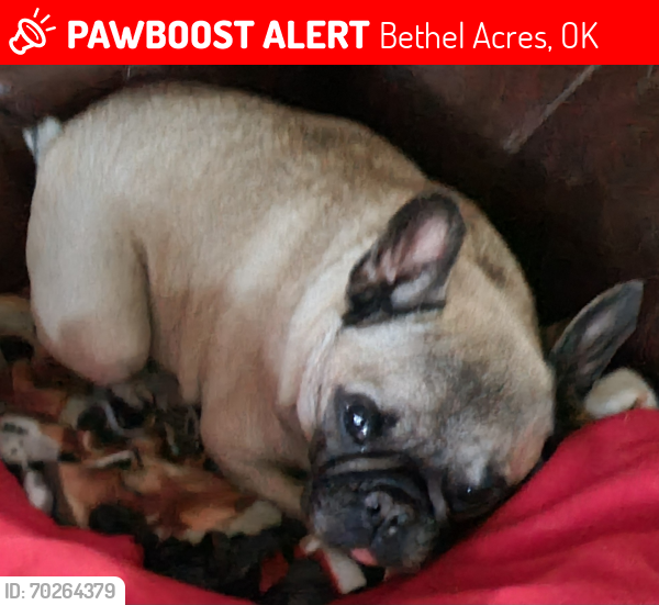 Lost Male Dog last seen Sharon Rd and Waco Rd, Bethel Acres, OK 74801