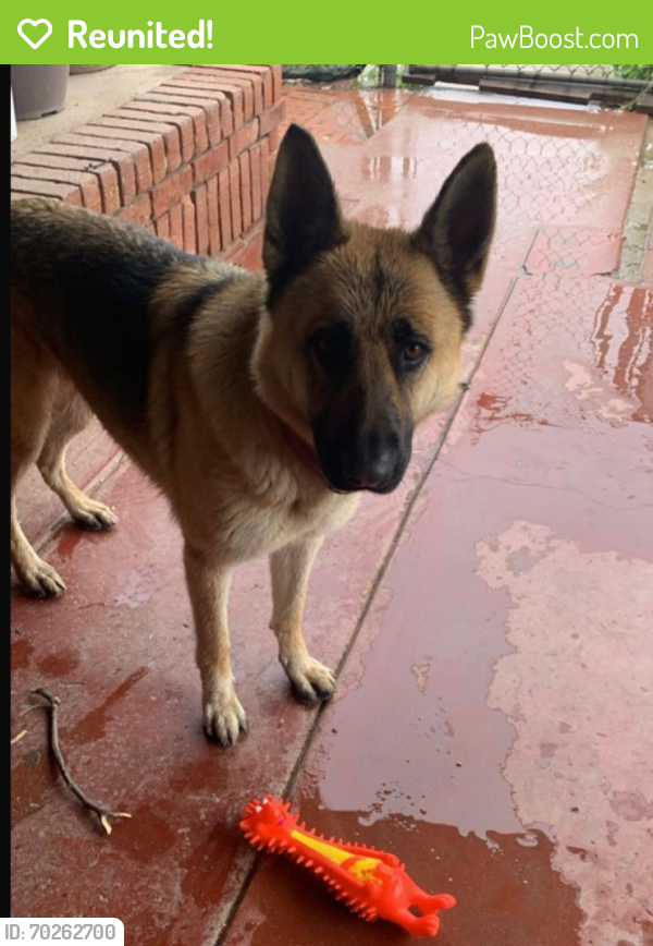 Reunited Female Dog last seen Near East 25th St, Tucson, AZ 85713