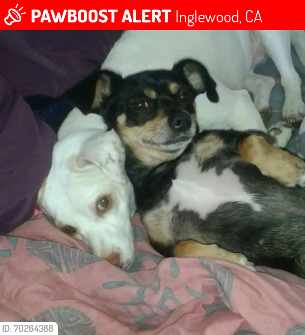 Lost Female Dog last seen Inglewood ave and manchester , Inglewood, CA 90301