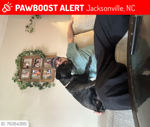 Lost Male Dog last seen Near Timberlake lake trail , Jacksonville, NC 28540