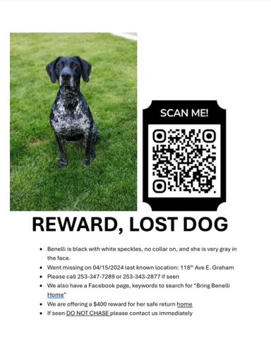 Lost Female Dog last seen Orting Kapowsing Highway/Meridan, Graham, WA 98338
