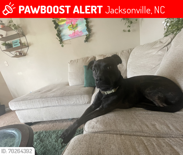 Lost Male Dog last seen Near Timberlake trail, Jacksonville, NC 28546