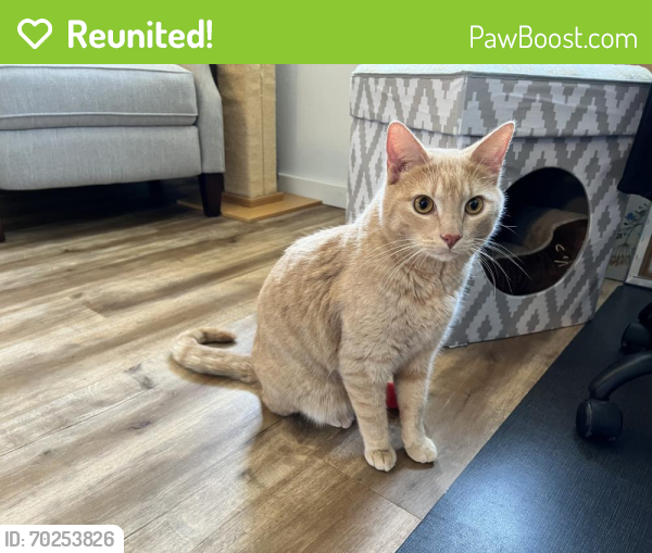 Reunited Male Cat last seen Stewart and 18th St NW, Puyallup, WA 98371