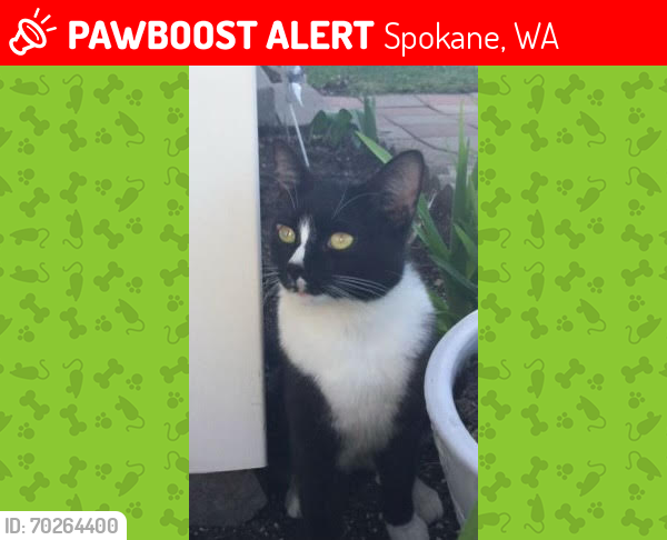 Lost Male Cat last seen Near Way on empire and perry, Spokane, WA 99207