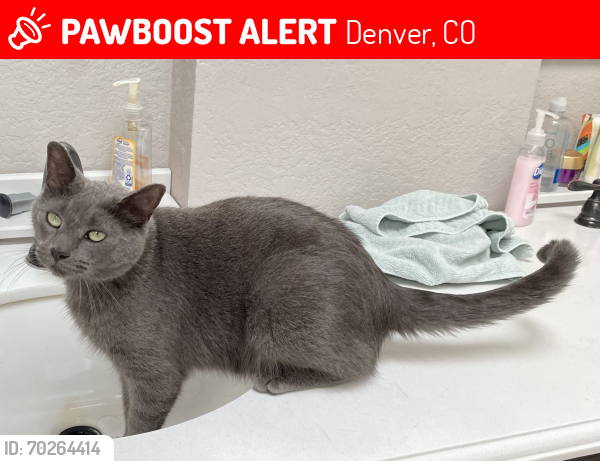Lost Female Cat last seen Cornell & G, 80222, Denver, CO 80222
