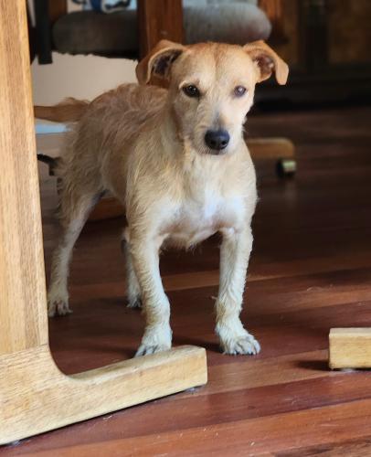 Lost Male Dog last seen Wilson Ave S and S Orcas St, Seattle, WA 98118