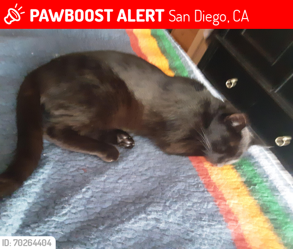 Lost Male Cat last seen Near Choctaw Dr. El cajon Blvd., San Diego, CA 92115