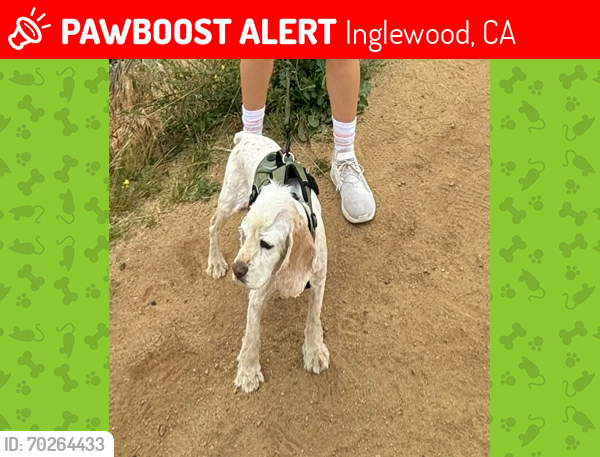 Lost Male Dog last seen N Labrea Ave. , Inglewood, CA 90302