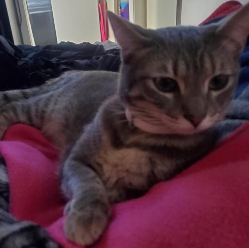 Lost Female Cat last seen Muller and Garfield , Bell Gardens, CA 90201