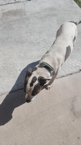 Lost Male Dog last seen San marcos and walnut, Las Vegas, NV 89115