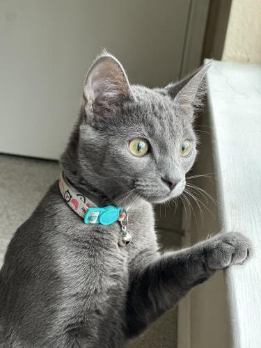 Lost Female Cat last seen Abby residential (hightower dr , North Richland Hills, TX 76180