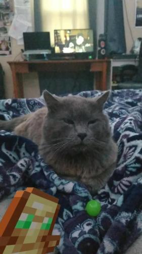Lost Male Cat last seen E street in Tracy ca by Tracy high , Tracy, CA 95376