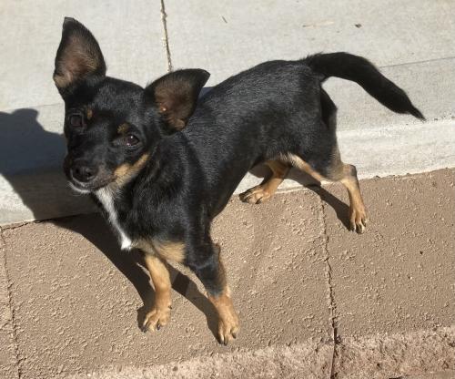 Lost Female Dog last seen Vito Romero and Severo Rd, Albuquerque, NM 87105
