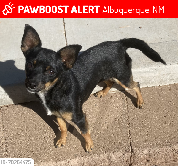 Lost Female Dog last seen Vito Romero and Severo Rd, Albuquerque, NM 87105