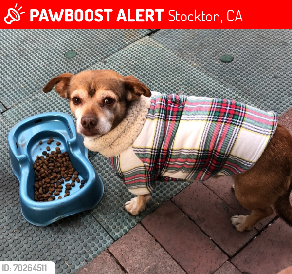 Lost Male Dog last seen Near W Clay St, Stockton, CA 95206, Stockton, CA 95206