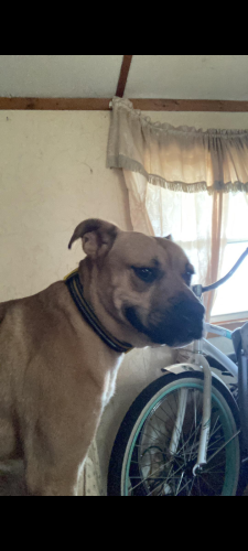 Lost Male Dog last seen Indian Run Wooster Ohio , Wooster Township, OH 44691