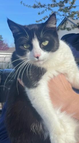 Lost Female Cat last seen San Francisco rd, Salem, OR 97305