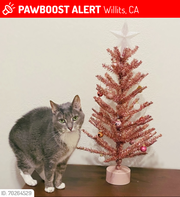 Lost Female Cat last seen Madrone Way, Willits, CA 95490