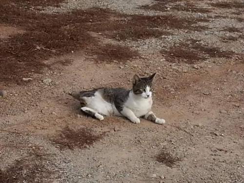 Lost Male Cat last seen Co Rd 56 and Co Rd 515, Woodland, AL 36280