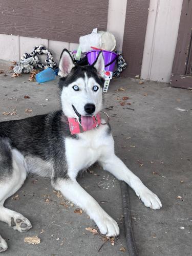 Lost Female Dog last seen Northern y 103 Ave , Peoria, AZ 85345