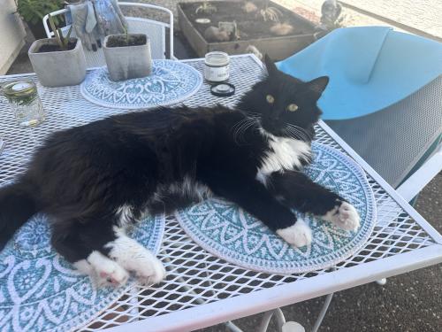 Lost Male Cat last seen Aviana Community , Roseville, CA 95661