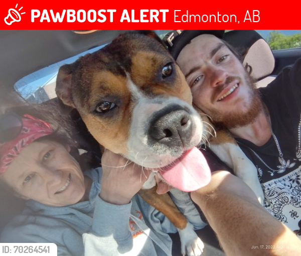 Lost Female Dog last seen Near 163 St NW, Edmonton, AB 