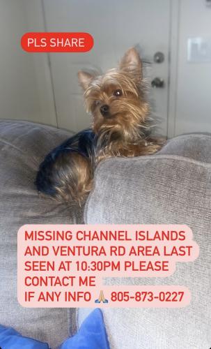 Lost Female Dog last seen Ventura rd and Channel Islands , Oxnard, CA 93033