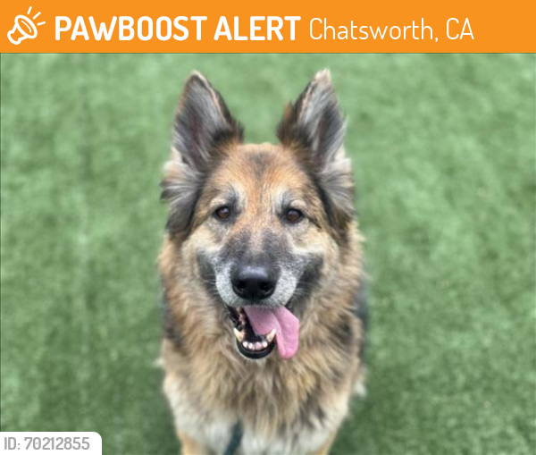 Shelter Stray Female Dog last seen , Chatsworth, CA 91311