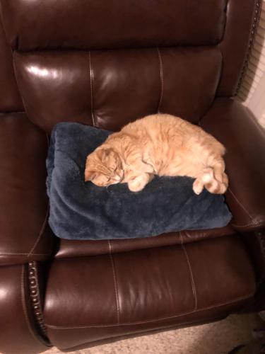 Lost Male Cat last seen som center , Gates Mills, OH 44040