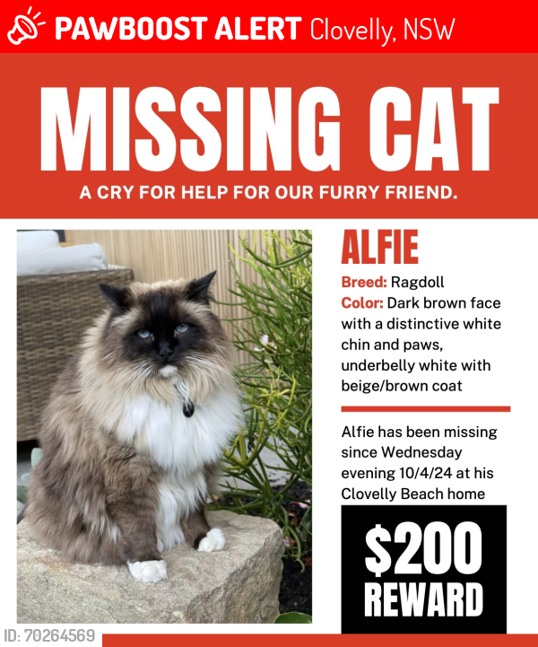 Lost Male Cat last seen Clovelly Beach, Clovelly, NSW 2031
